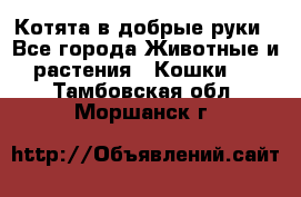 Котята в добрые руки - Все города Животные и растения » Кошки   . Тамбовская обл.,Моршанск г.